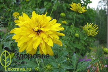 Рудбекия рассеченная