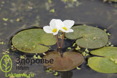 Народные названия: лягушник, лягушечник, жабурник. <br> Многолетнее плавающее на поверхности воды двудомное растение семейства водокрасовых (Hydrocharitaceae).<br> Водокрас обыкновенный