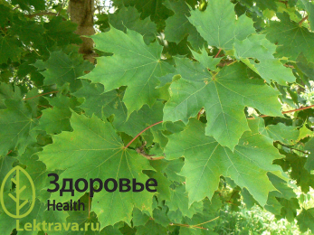 Клен платановидный