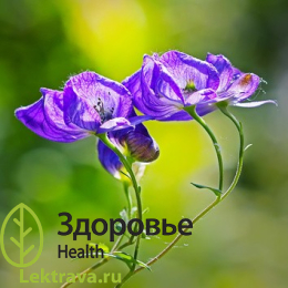 Син.: борец белоустый.<br> <br>
Аконит - это многолетнее травянистое, уникальное растение, с древности его считали очень опасным, так как все части у него ядовиты. Употребление даже небольшого количества стеблей или корней в пищу могло привести к смерти и это активно использовали во время охоты и ведения войн. Но в листьях и клубнях его имеются вещества, которые помогают уменьшить онкологические опухоли, поэтому борец сегодня широко исследуется и применяется в современной медицине. Аконит белоустый