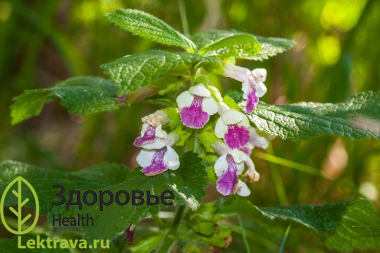 Многолетнее травянистое растение семейства губоцветных (Lamiaceae). Народные названия: кадило, пахучее кадило, медунка, мочегон, пчельник, пчельный лист, пижельник, гадин-язык. Кадило мелиссолистное