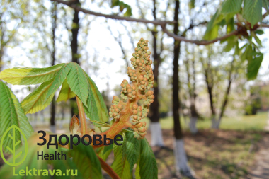 Син.: жёлудник, эскулус <br> <br> Крупное лиственное дерево, пришедшее к нам из Юго-Западной Азии. Его часто применяют при озеленении парков, скверов и аллей из-за декоративного внешнего вида. Конский каштан является ценным сырьем для производства лекарственных препаратов, также активно используется в народной медицине и в быту. <br> Каштан конский