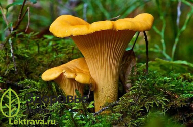 Лисичка обыкновенная