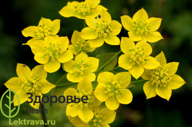 Володушка золотистая