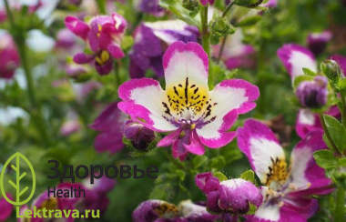 Схизантус