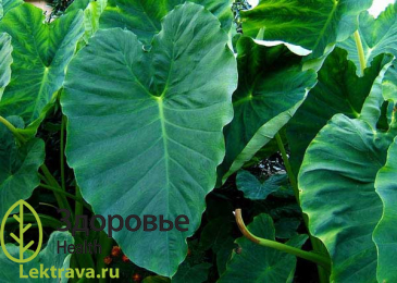 Син.: таро, колоказия древняя, дашин, сатоимо (яп.), деревенский картофель (рус.), имоноко (яп.), дзуики (яп.), эддо, слоновье ухо. В настоящее время родиной колоказии съедобной является Юго-Восточная Азия. В диком виде эта овощная культура почти не встречается, однако успешно культивируется на Гавайях и Таити. Как лекарственное растение колоказия съедобная официально не используется, т.к. нет никаких обоснованных тому подтверждений. Колоказия съедобная – это настоящий кулинарный деликатес, однако есть его надо осторожно, ведь растение, несмотря на свое говорящее название, ядовито.
Колоказия съедобная