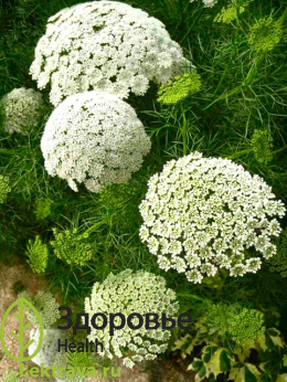 Син.: виснага морковевидная <br> <br>
Двулетнее травянистое растение семейства Зонтичные, широко применяется в медицине и народном хозяйстве, в частности, как ценный медонос. Амми зубная