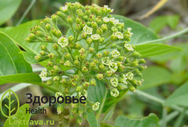 Пизония