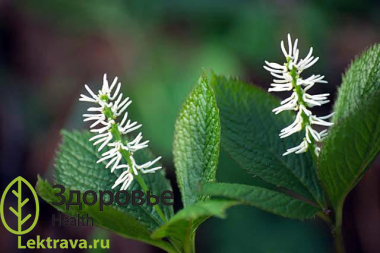 Хлорант